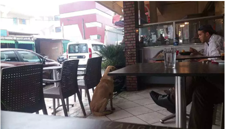 الكلاب الضالة تقتحم المقاهي ببوسكورة ؟