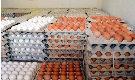 جائحة كورونا تكبد قطاع إنتاج بيض الاستهلاك بالمغرب خسائر تقدر بـ 5ر3 مليون درهم في اليوم