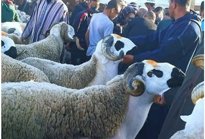 أسعار المواشي في الشاوية 2021.. وكل ما تريد معرفته قبل عيد الأضحى