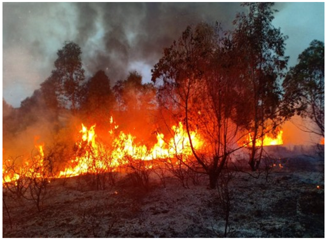 #أزرو / حريق مهول بغابة بضواحي مدينة أزرو التابعة للجماعة القروية ابن اصميم اقليم افران.