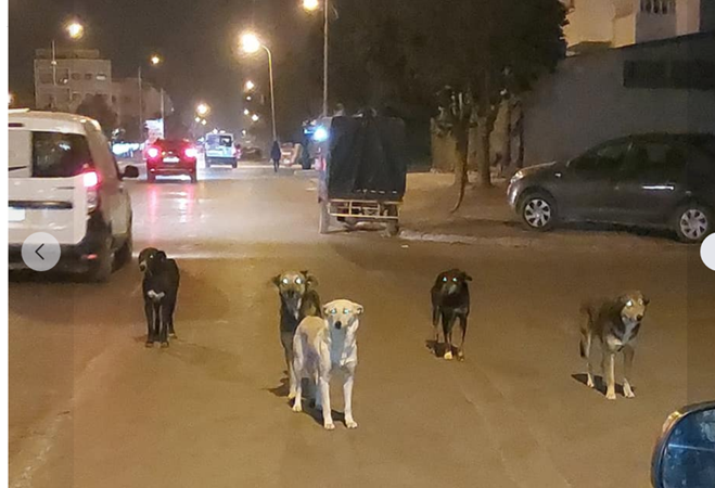 الكلاب الضالة تغزو شوارع وأزقة مدينة حد سوالم  وسلطات المدينة غير مبالية بالخطر المحدق بالمواطنين