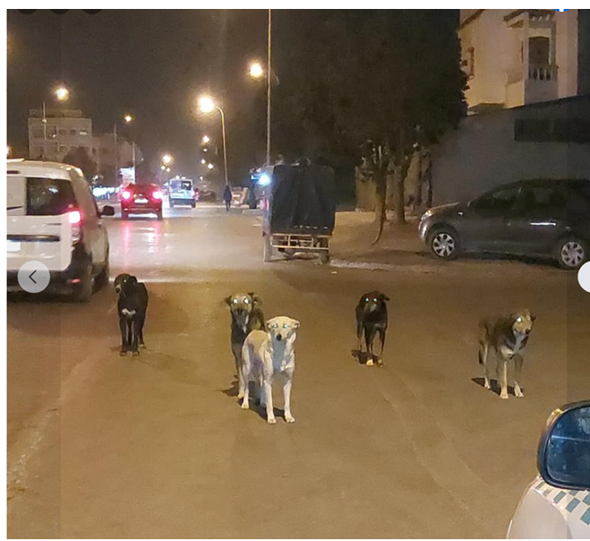 الكلاب الضالة تغزو شوارع وأزقة مدينة حد سوالم  وسلطات المدينة غير مبالية بالخطر المحدق بالمواطنين