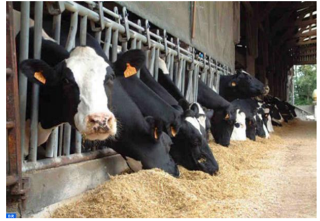 أين وصلت عملية استيراد العجول من الخارج وهل تشكل لحومها خطرا على صحة المغاربة؟