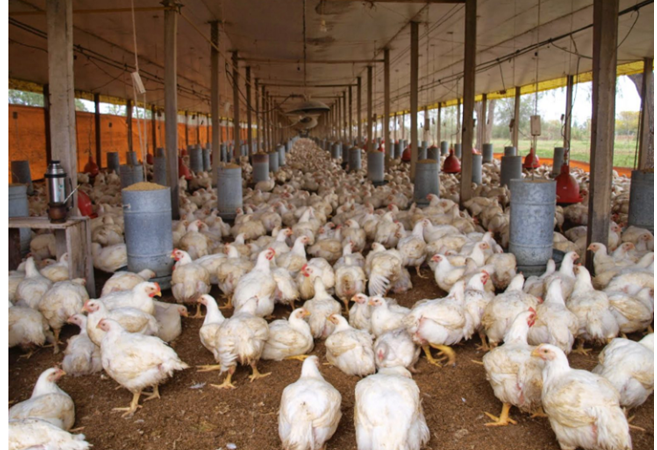 مربو الدجاج يتهمون الشركات بالتماطل في خفض أسعار الأعلاف رغم تراجعها دوليا