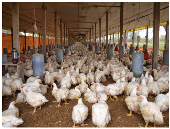 مربو الدجاج يتهمون الشركات بالتماطل في خفض أسعار الأعلاف رغم تراجعها دوليا