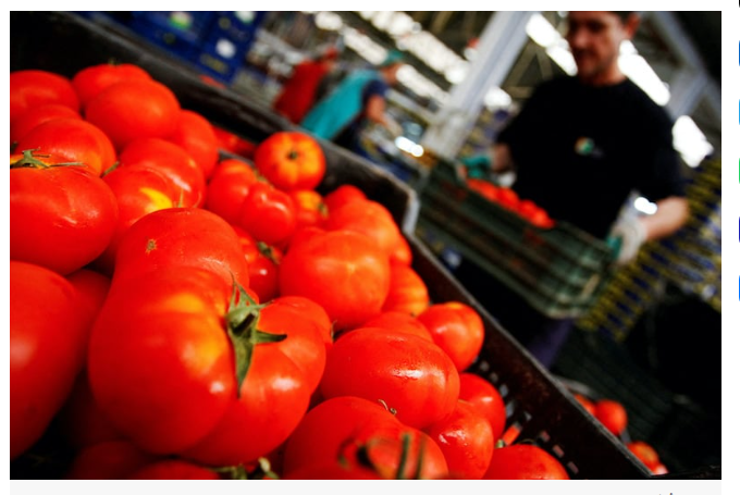 مهنيون: هذه أسباب الارتفاع الموسمي لأسعار الطماطم في الأسواق المغربية