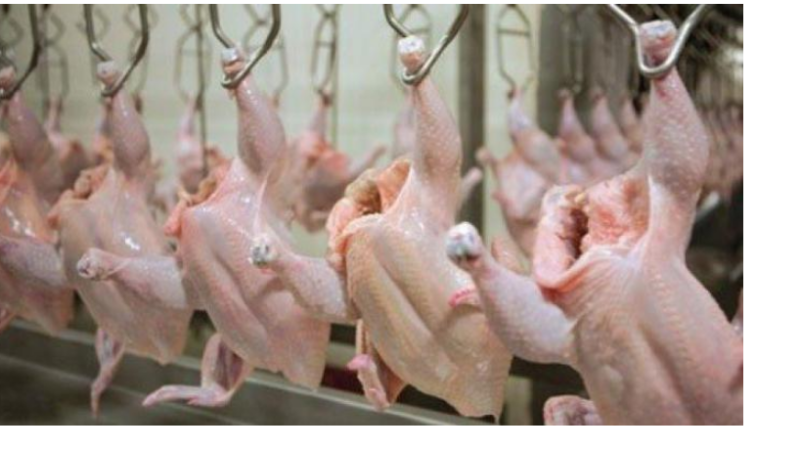 لهيب أسعار الدجاج يشعل الأسواق وينهك جيوب المغاربة