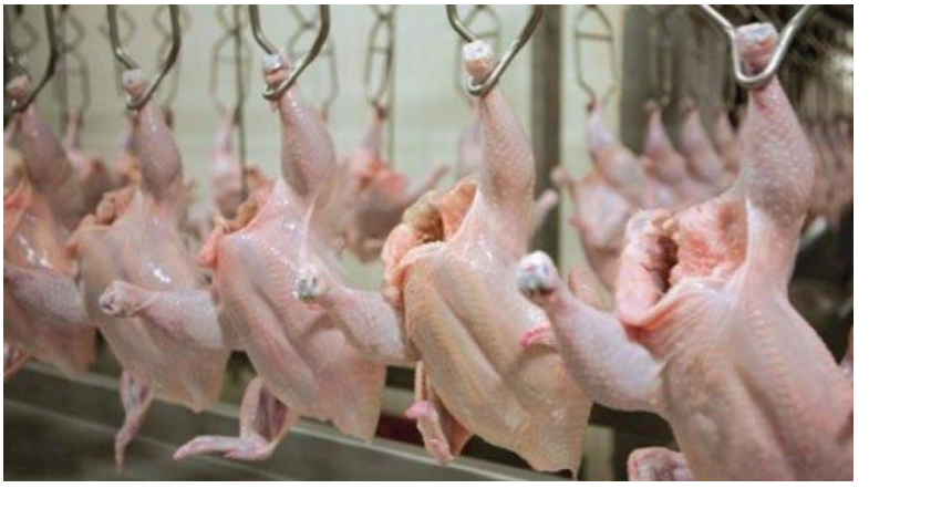 لهيب أسعار الدجاج يشعل الأسواق وينهك جيوب المغاربة