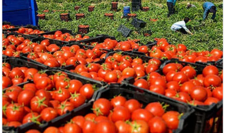 المغرب يرفع إنتاجية الطماطم ويصبح لاعبا رئيسيا في السوق العالمي