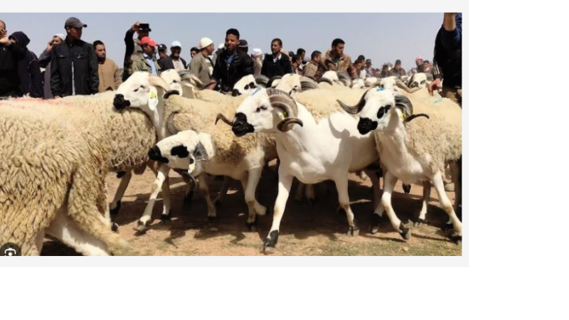 وزير الفلاحة يعلق على “إلغاء عيد الأضحى”