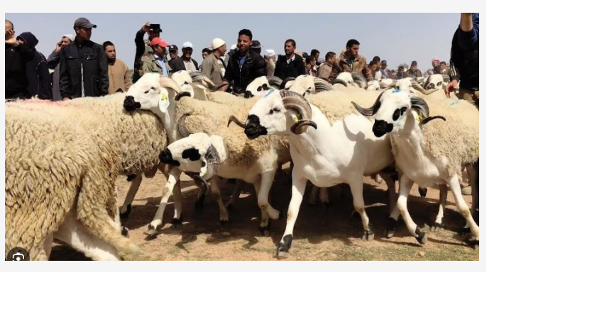 وزير الفلاحة يعلق على “إلغاء عيد الأضحى”