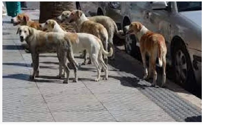 كلاب تهاجم تلميذة وتنجو منها بأعجوبة