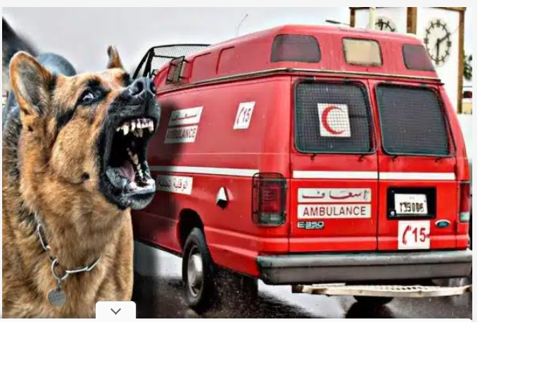 كلب ضال يتسبب بإصابات خطيرة لسيدة وفتاة بتزنيت