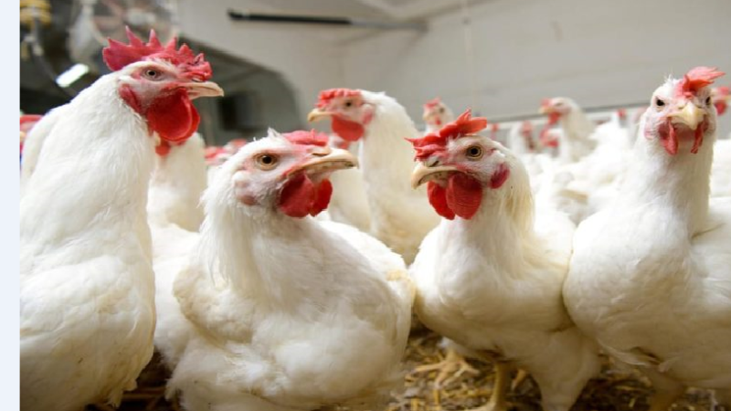 الدجاج دار جنحين قبل العيد.. الثمن زاد بـ 3 دراهم والشناقة عاجبهم الحال