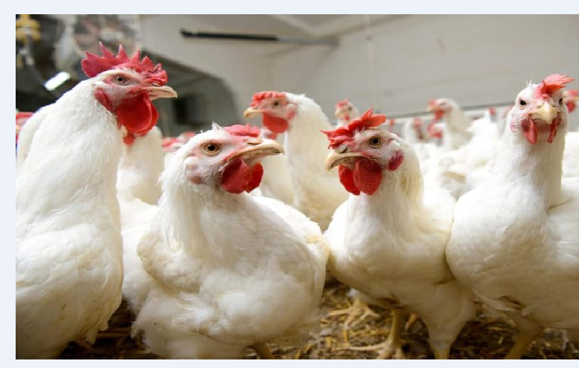 الدجاج دار جنحين قبل العيد.. الثمن زاد بـ 3 دراهم والشناقة عاجبهم الحال